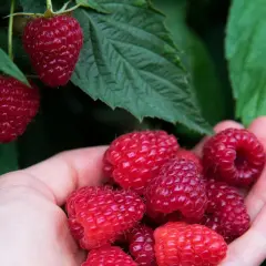 Garść świeżych malin w dłoni, gotowych do jedzenia. Czy maliny się myje? Te prosto z krzaka wyglądają na czyste.
